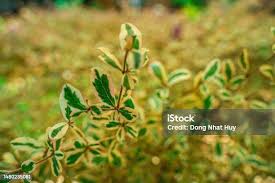 Image result for Terminalia neotaliala