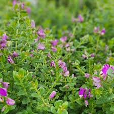 Image result for Polygala petitiana