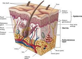 Integumentary System An Overview Sciencedirect Topics