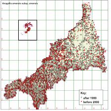 Image result for Anagallis kochii