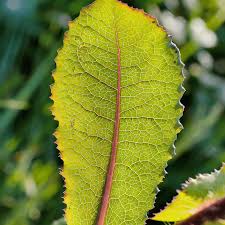 Image result for Lactuca schweinfurthii