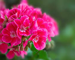 Image result for Pelargonium graveolens