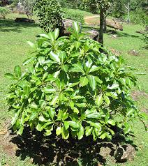 Image result for Rauvolfia mannii