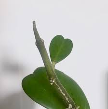 You can also start a hoya plant in a glass of water. Guide Hoya Kerrii Leaf And Paw