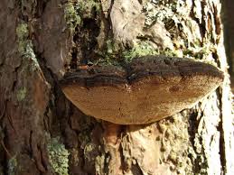 Image result for Phellinus pini
