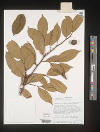 Image result for Leptaulus