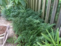 Image result for Rumohra adiantiformis