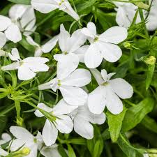 Image result for Lobelia lobata