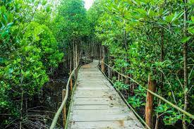 Dalam ekologi hutan satuan yang diselidiki adalah suatu tegakan. Analisis Vegetasi Pengertian Proses Dan Tujuan