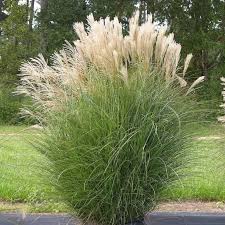 Image result for Miscanthus violaceus