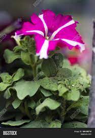 Plants and flowers for sale. Flowers Plants Sale Image Photo Free Trial Bigstock