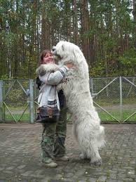 I Want One So Bad People Down The Street Have One They Really Are That Big Romanian Sheepdog Big Dogs Huge Dogs Beautiful Dogs