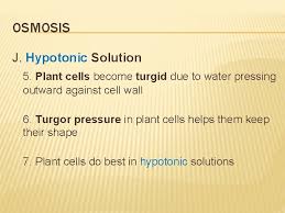 It is caused due to alternate turgidity and flacidity of root cells. Homeostasis And Transport I Cell Membranes A Cell