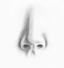 You can draw this as a simple circle, but it's important to remember this: Pencil Portrait Drawing How To Draw A Nose