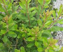Maybe you would like to learn more about one of these? Trees For Coastal Conditions Collections Speciality Trees