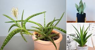 If you are new to gardening these are for you. 23 Types Of Snake Plants Varieties You Can Grow Indoors