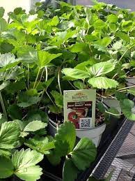 Check spelling or type a new query. Berri Basket White Strawberries Great For Hanging Baskets And Containers Because They Re Compact But Trailing Big B White Strawberries Plants Hanging Baskets