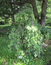 Fossil records of pachysandra have been found in regions of british. Cornus Florida Pendula
