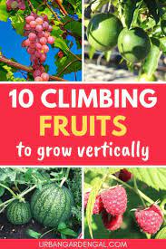 10 Climbing Fruits To Grow Vertically Vertical Garden Plants Fruit Plants Fruit Bushes