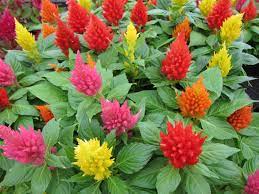 I need shrubs for central wisconsin that are safe for dogs, designers in my area keep suggesting shrubs that have berries, not a good idea with my dogs. Dog Friendly Plant List Green Acres Nursery Supply