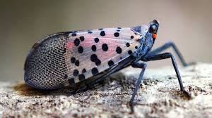 These spots eventually turn to small red bumps and fade after. Spotted Lanternfly Treephilly