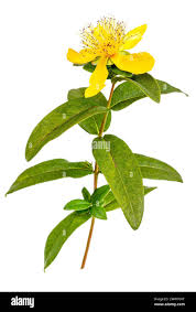 Image result for Melasma calycinum