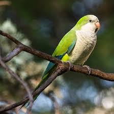 Birds That Start With Q In Spanish Monk Parakeet Myiopsitta Monachus In Casa De Campo Madrid Spain In 2020 Monk Parakeet Parakeet Madrid Spain