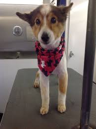 We're reaching out to the dfw community to provide friendly, convenient, and affordable low cost pet vaccinations. Dotty Pet Grooming San Antonio Petslover