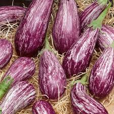 Eggplant seeds germinate in 7 to 14 days, depending on the heat, moisture provided, and moisture content and age of the seed. Galaxy Of Stars Eggplant Seeds Urban Farmer