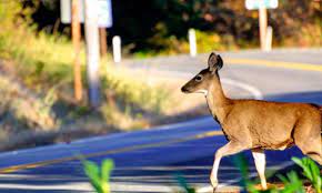 Maybe you would like to learn more about one of these? Deer Accidents And Car Insurance What To Know Nerdwallet
