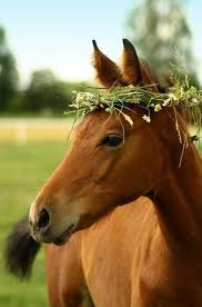 Maui Musee Horses Pretty Horses Animals Beautiful