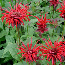 Image result for Monarda didyma