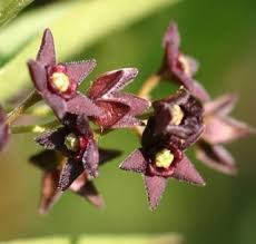 Image result for Vincetoxicum heterophyllum