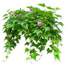 Image result for Ipomoea horsfalliae