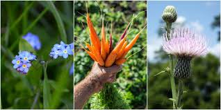 First things first, before we go into specific examples with names and recipe ideas please make sure that the plant you're picking is the correct one. 10 Plants Greens And Leaves You Didn T Know You Could Eat