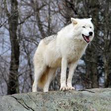 Arctic Wolf Watching Arctic Wolf Polar Wolf Wolf Spirit Animal
