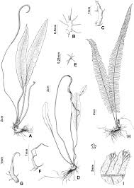 Image result for Elaphoglossum acrostichoides