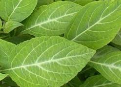 Infatti la salvia ha proprietà antisettiche, antinfiammatorie e diuretiche. Grappa Alla Salvia E Miele Il Ricettario