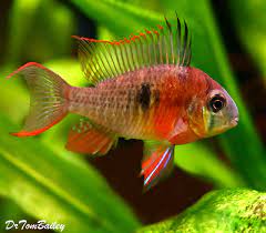 Unfortunately, due to their relatively drab looks, especially as juveniles, they are incredibly overlooked. Premium Crown Ruby Bolivian Ram Cichlid