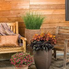 Image result for Ipomoea batatas pots