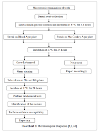 Dental Caries A Microbiological Approach Omics International