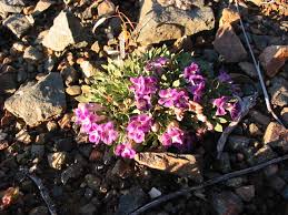 Image result for Eriocephalus ambiguus