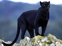 Image result for Panther Black 2001 Puma