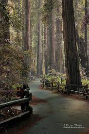 An Ancient Redwood Forest Muir Woods National Monument Redwood Forest Beautiful Places