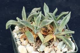 Image result for Nananthus