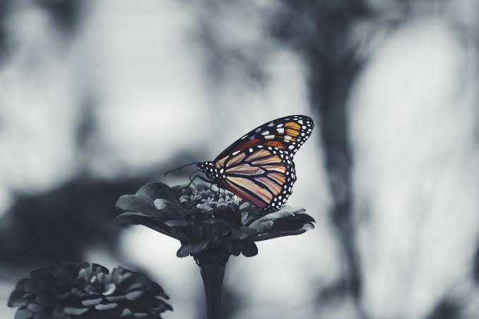 Inching Toward Courage: A Book Review of In the Time of the Butterflies -  Mary's Pence
