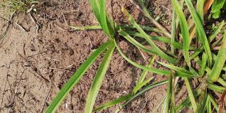 Image result for Cyanotis longifolia