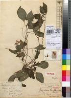Image result for Impatiens burtonii