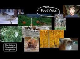 Knowing this, give an example of what might happen given the following situations. Biotic And Abiotic Factors Youtube