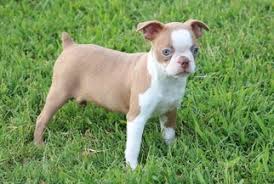 Maybe you would like to learn more about one of these? Lilac Boston Terrier Puppies For Sale